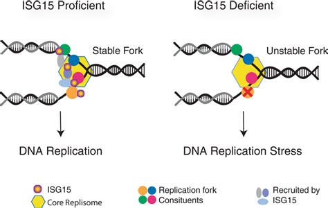 Model Diagram Predicting How Isg15 May Be Functioning At Replication