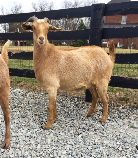 New Zealand Kiko Goats Gallery - Honey Stables Ranch