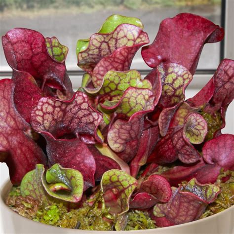 Carnivorous Plants For Sale Four Amazing Plants That Eat Insects