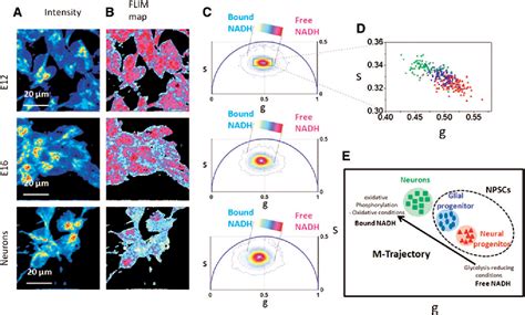 Figure 1 From Evaluating Cell Metabolism Through Autofluorescence