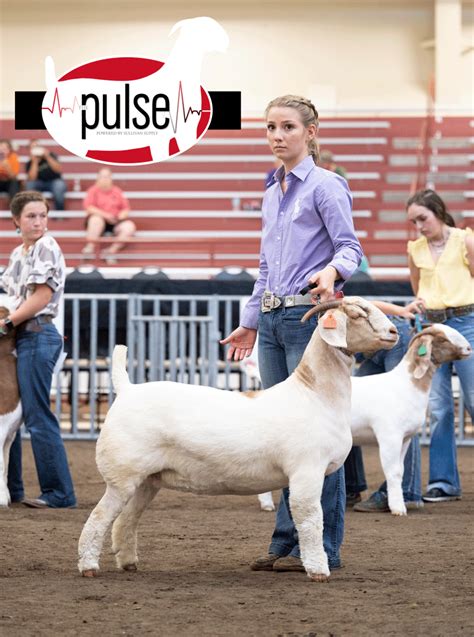 National Junior Boer Goat Show Top Commercial Does The Pulse