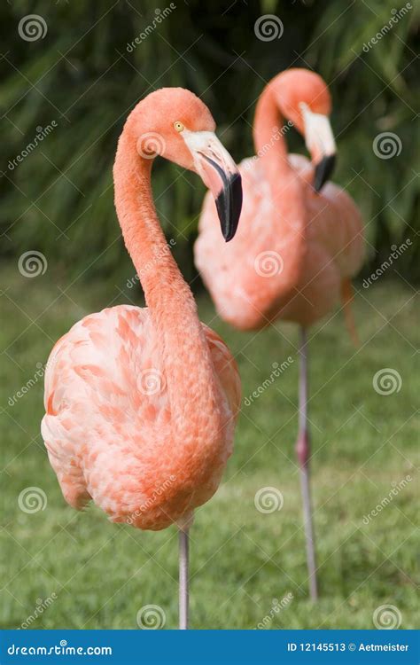 Pink Flamingo On Green Background Stock Image Image Of Neck Pink 12145513