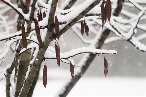 Eastern Redbud Tree In Winter