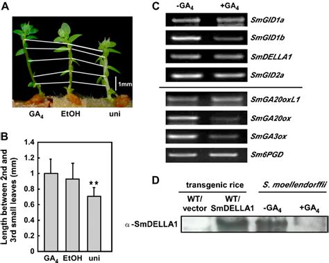 Figure 1 From The Gid1 Mediated Gibberellin Perception Mechanism Is