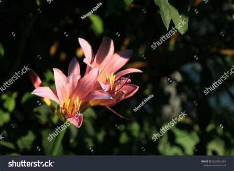 Amaryllis Belladonna Naked Lady Lily Flowers Stock Photo Shutterstock