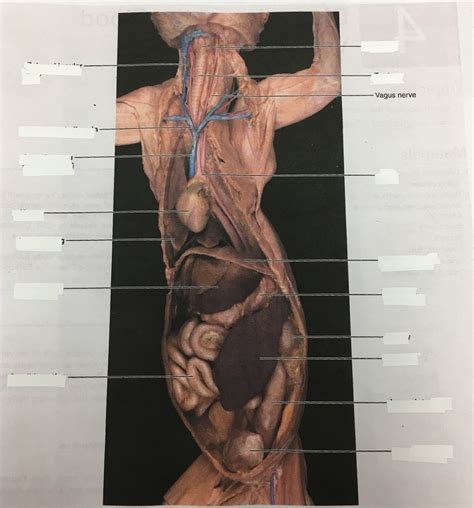 Cat Ventral Body Cavity Organs Diagram Quizlet