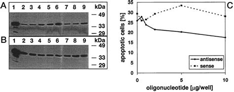 Regulation of GAPDH protein expression and modulation by GAPDH ...