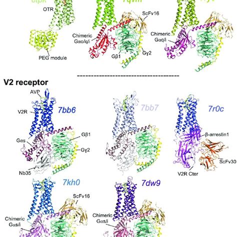 Structures Of The Ot And V Receptor Complexes All Proteins Are Shown