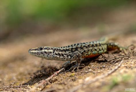 lagartijas península ibérica archivos Bicheando net Herpetología para