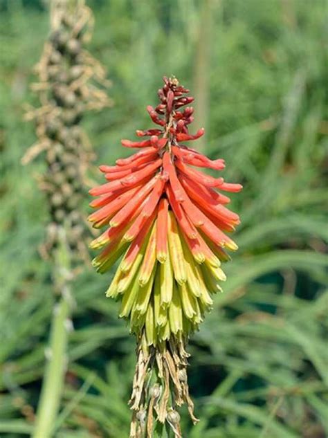 Fackellilie Fire Dance Kniphofia Hirsuta Fire Dance Kaufen