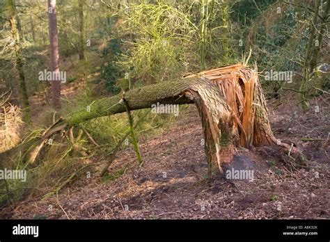 tree blown   res stock photography  images alamy