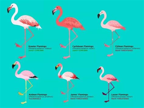 Lesser Flamingo Vs Greater Flamingo