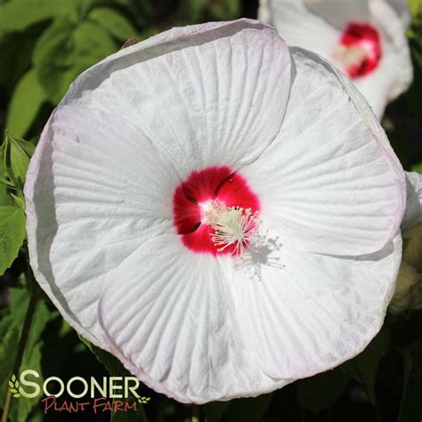 Luna™ White Hardy Hibiscus | Sooner Plant Farm