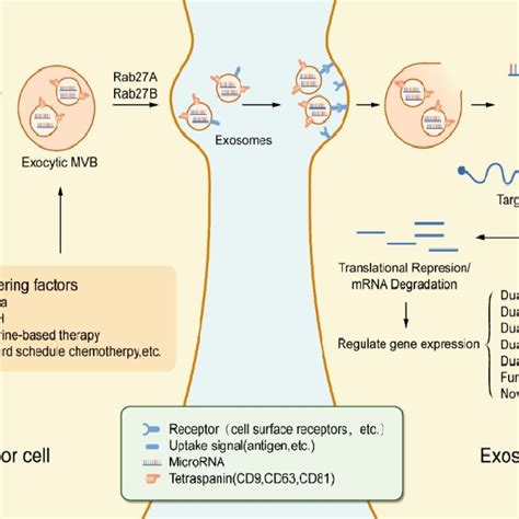 Exosomal Micrornas Take Part In Chemoresistance Download Scientific