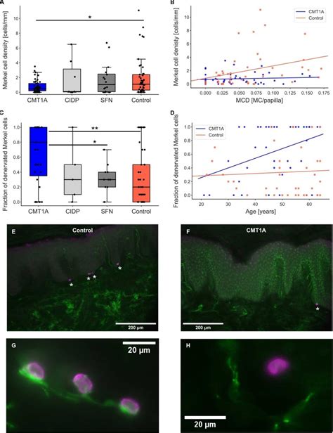 Merkel cell density and fraction of denervated Merkel cells. (A ...