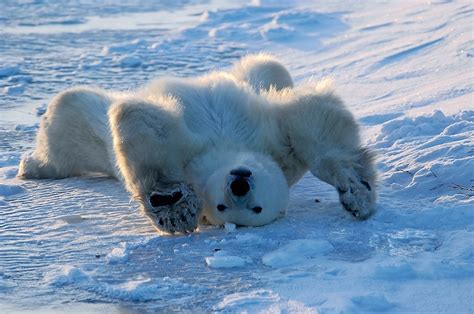 17 Adorable Animals Who've Mastered the Art of Stretching