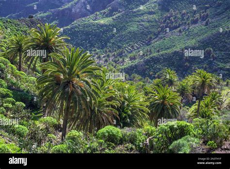 Canary Island Date Palm Phoenix Canariensis Hiking Palmental