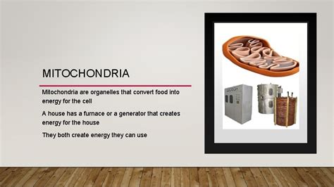 Plant Cell Mitochondria Analogy : What Is An Analogy For Mitochondria ...