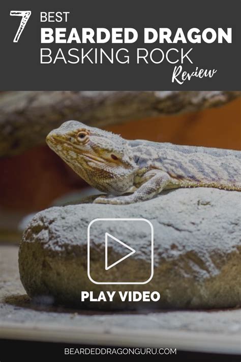 7 Best Bearded Dragon Basking Rock Reviews Bearded Dragon Bearded