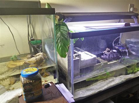 Mud Turtle Tank Setup Youtube - Temmie Aquarium