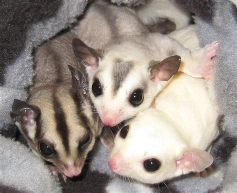 Sugar glider pet - greeninput