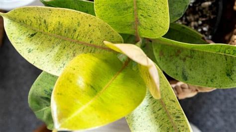 Ficus Shivereana Care — #1 Best Guide