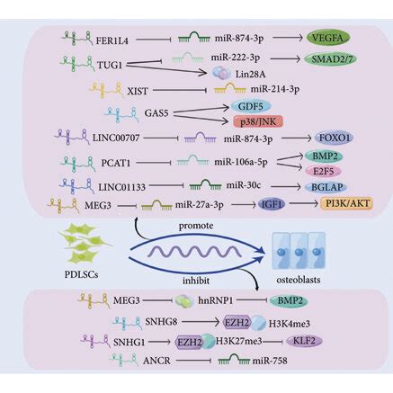 The Function Module Of Lncrna In Osteogenic Differentiation Of Mscs