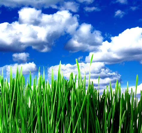 Green Grass And Clouds Stock Photo Image Of Nature Plant 12156200