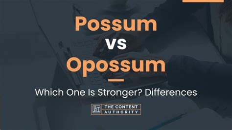 Possum vs Opossum: Which One Is Stronger? Differences