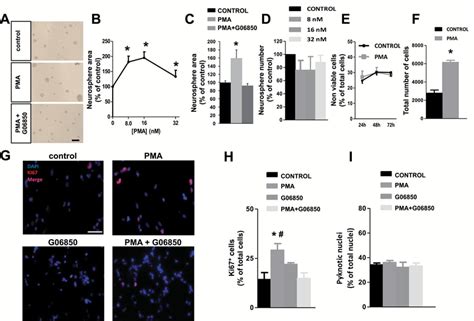 Effect Of Phorbol Myristate Acetate Pma On Neural Progenitor