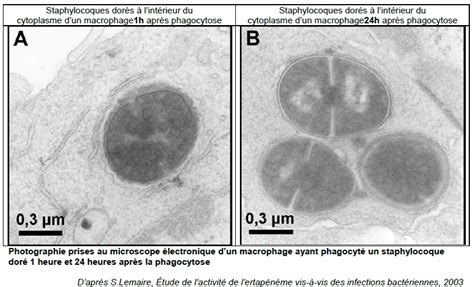 Une Nouvelle Arme Pour Lutter Contre Le Staphylocoque Re