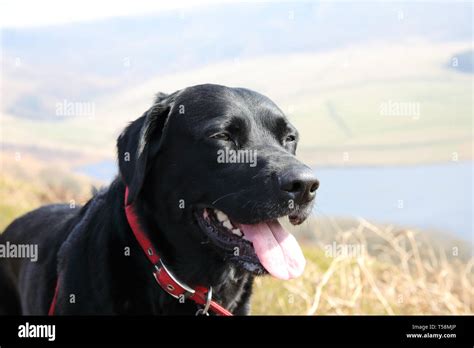 Veranschaulichen Innereien installieren labrador spaniel mix Spanne ...