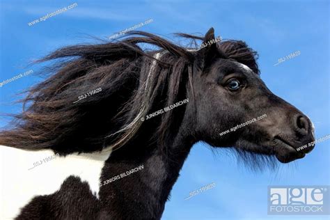 Shetland Pony Portrait Of Piebald Mare With Mane Flowing Shetlands