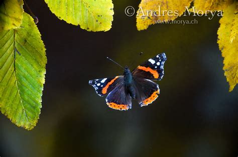 Red Admiral Butterfly Flying Through Autumn Leaves Switzerland