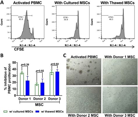 Cultured And Thawed Mscs Were Comparably Potent In Inhibiting T Cell Download Scientific