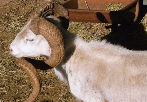 Exotic Trophy Sheep - Bar H Herndon Ranch