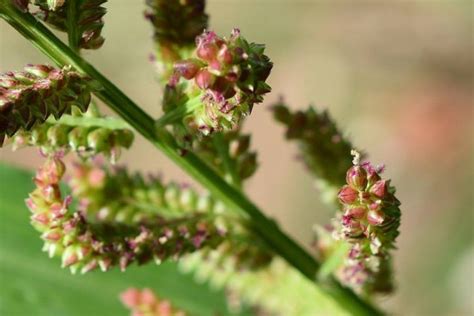 Louisiana Weeds Here Are Some Of The Most Common Garden