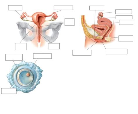 Print Map Quiz Aparato Reproductor Femenino Biolog A Eso