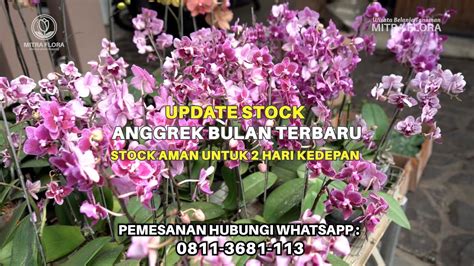 Update Stock Anggrek Bulan Stock Terbatas Mitra Flora Nusantara