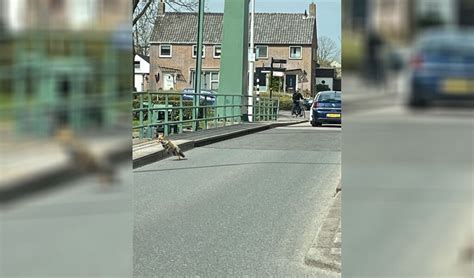 Vos Gespot Op Brug Hellevoetsluis Adverteren Hellevoetsluis Groot