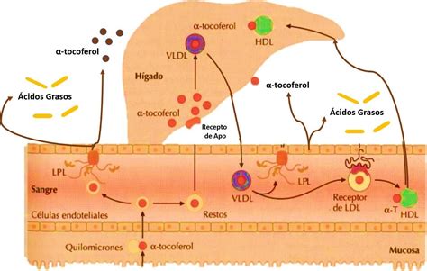 Metabolismo De Vitaminas Mind Map