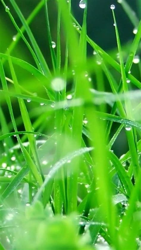 Fresh Dew Grass leaves After Rain iPhone Wallpapers Free Download