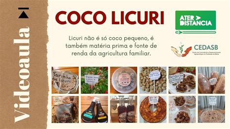 Coco Licuri N O S Coco Pequeno Tamb M Mat Ria Prima E Fonte De