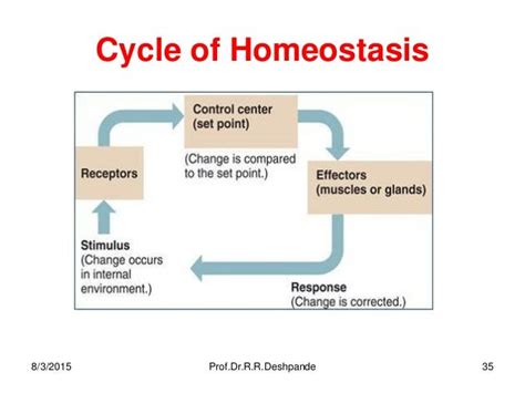 Homeostasis Diagram