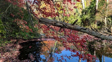 Autumn Pond Reflection - Free photo on Pixabay - Pixabay