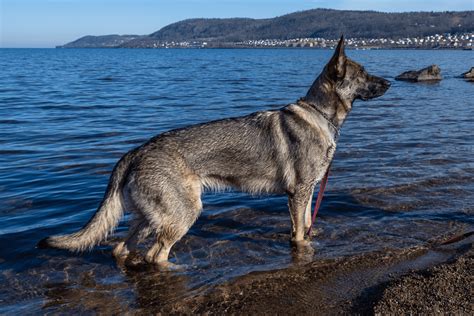 11 Best Sable German Shepherd Breeders In The US