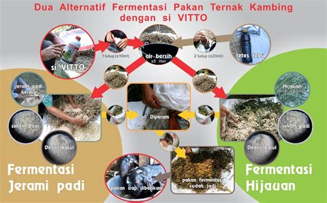 Alternatif Pakan Fermentasi Untuk Kambing Agrokompleks Kita