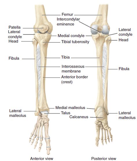 Figure 10 9 Right Tibia Fibula And Patella Diagram Quizlet