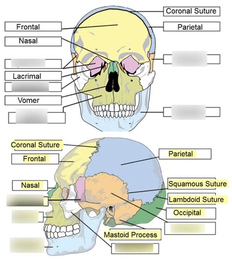 Aom Tmj Temporal Mandibular Joint Diagram Quizlet