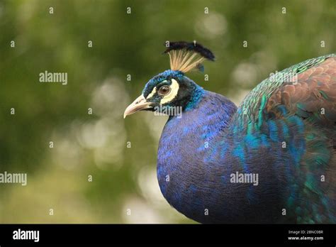 Close Up Of A Peacock Peafowl Afropavo Pavo Stock Photo Alamy